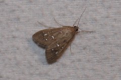 Diastictis