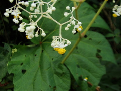 Begonia parviflora