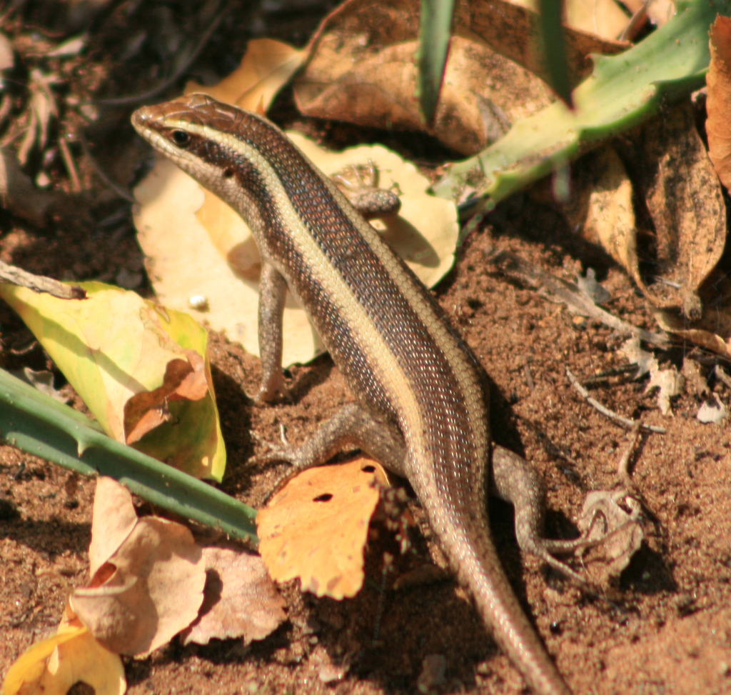 African Striped Skink from Mantuma Camp, Mkuze Game Reserve, South ...