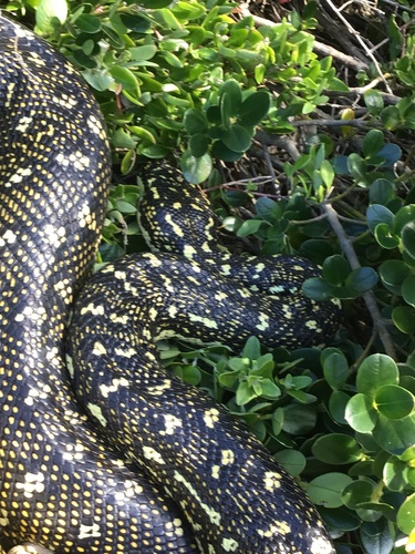 Diamond Python sighting