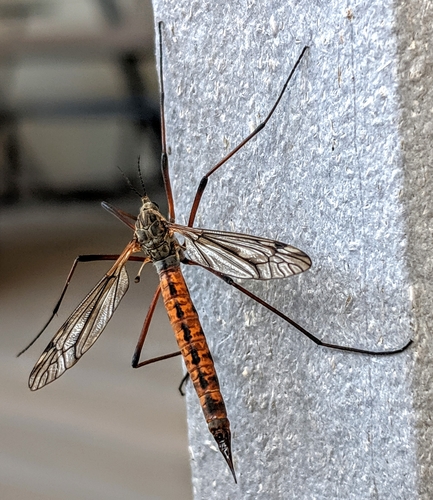 Tipula dorsimacula photographed in North Dakota