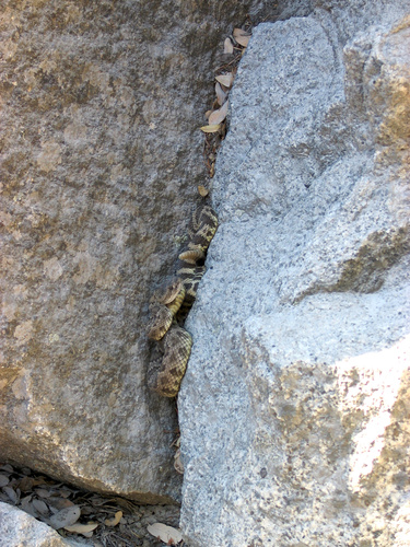 iNaturalist observation photo of Northern Pacific Rattlesnake