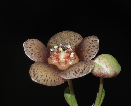 Euonymus occidentalis var. parishii