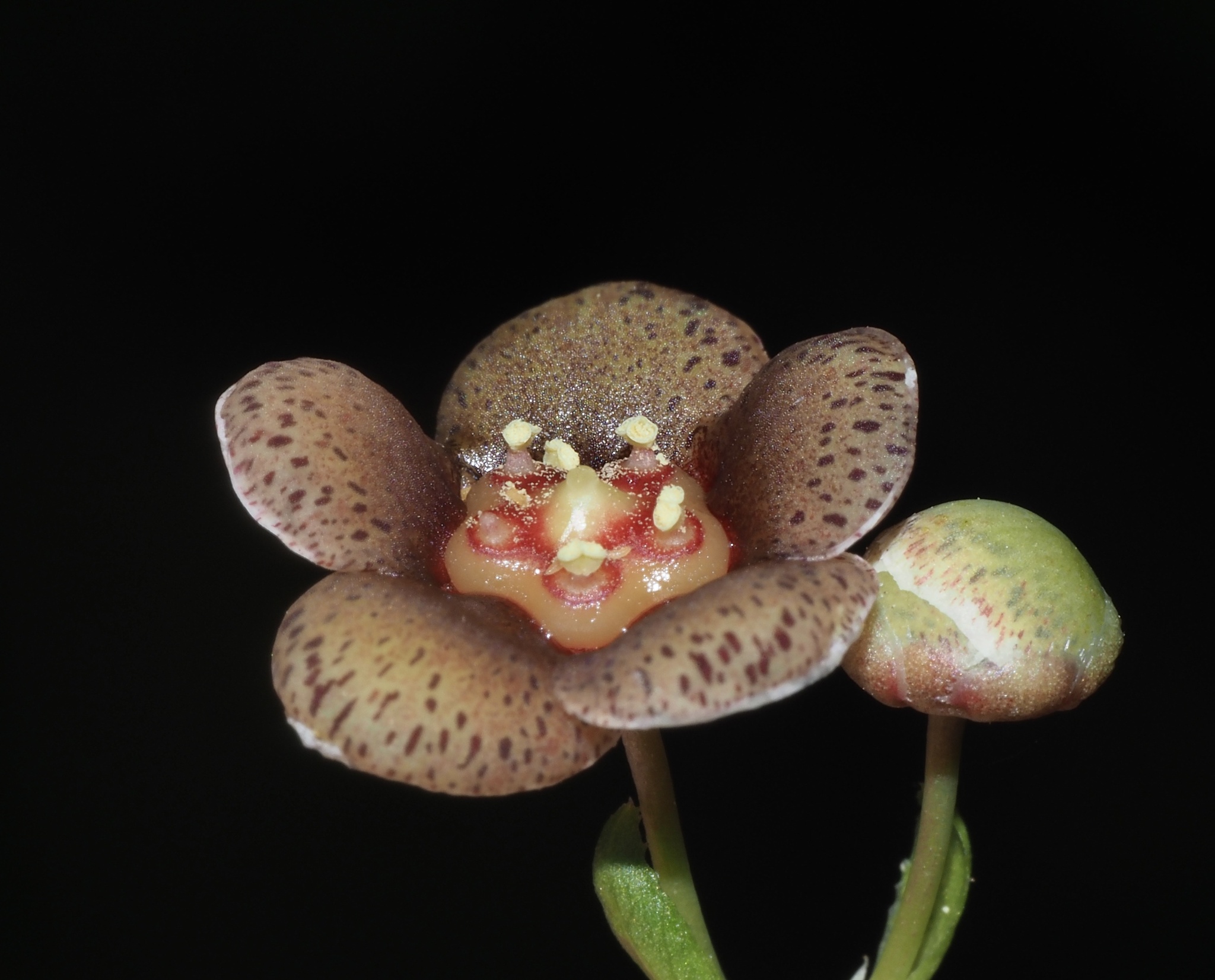 Euonymus occidentalis var. parishii