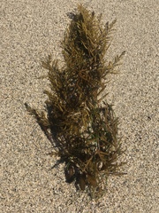 Stephanocystis