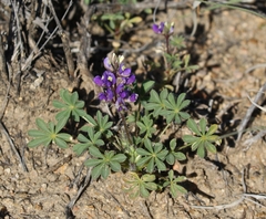 Lupinus flavoculatus