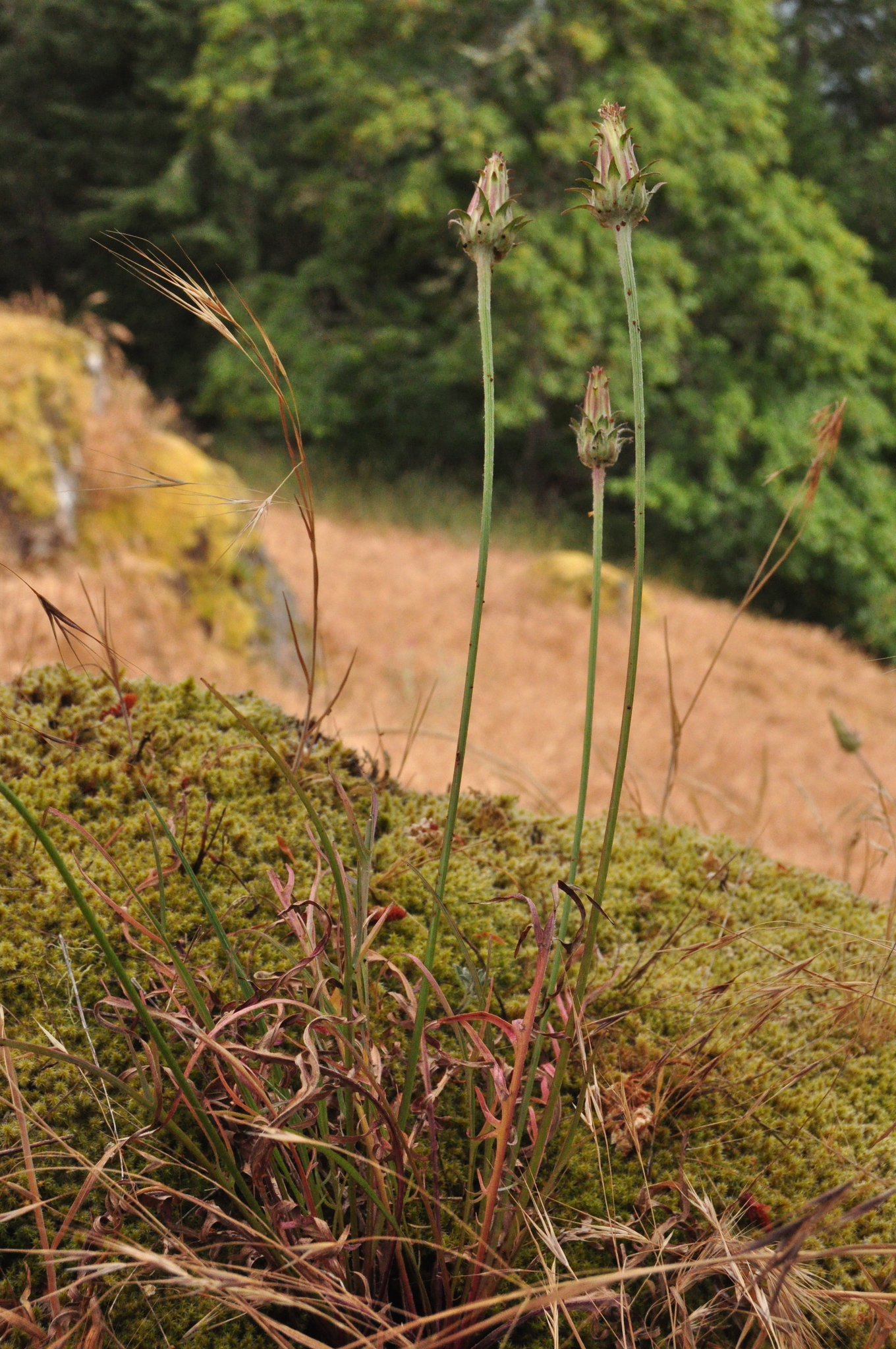 Agoseris grandiflora var. leptophylla
