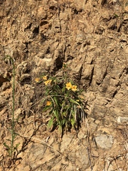 Diplacus longiflorus