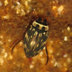 Nectoboreus aequinoctialis