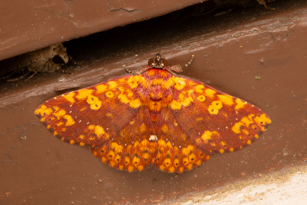 Saroba flavipicta