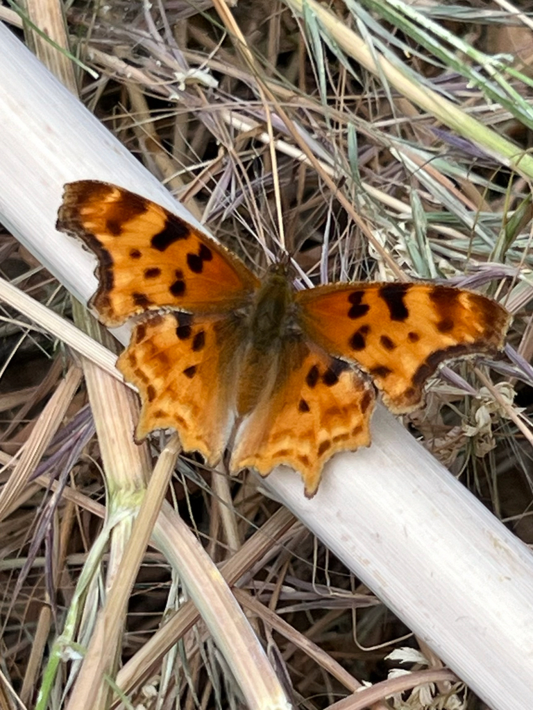 Satyr Anglewing