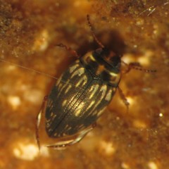 Nectoboreus aequinoctialis