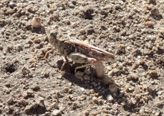 Cratypedes lateritius