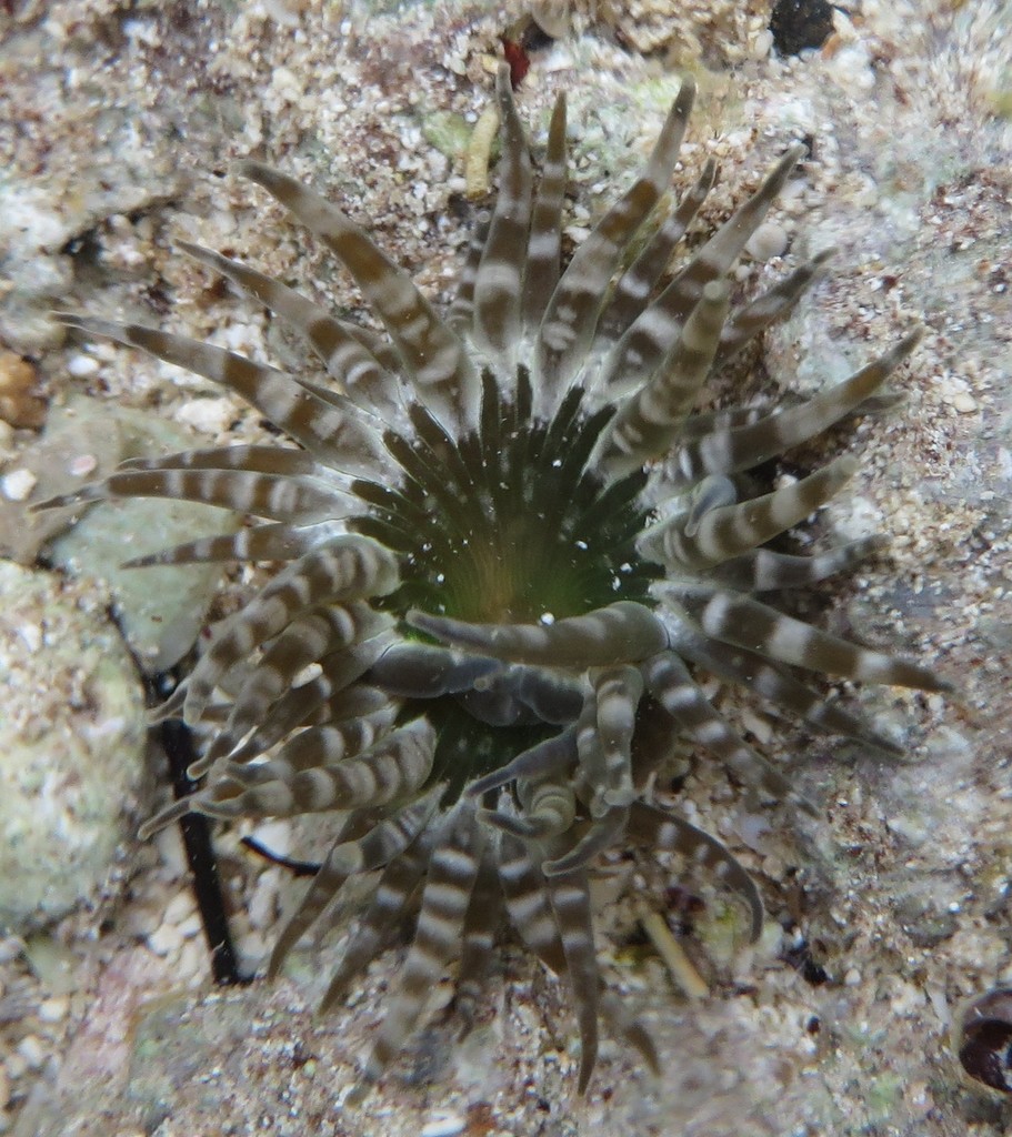 Isoaulactinia stelloides
