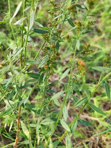 Image of Lechea mucronata by no rights reserved