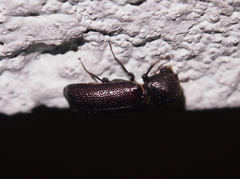 Bostrychopsis parallela