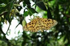 Epobeidia tigrata tigrata