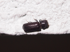 Bostrychopsis parallela