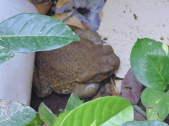 Rhinella horribilis