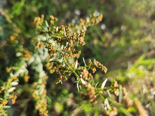 Image of Lechea mucronata by no rights reserved