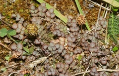 Acaena inermis