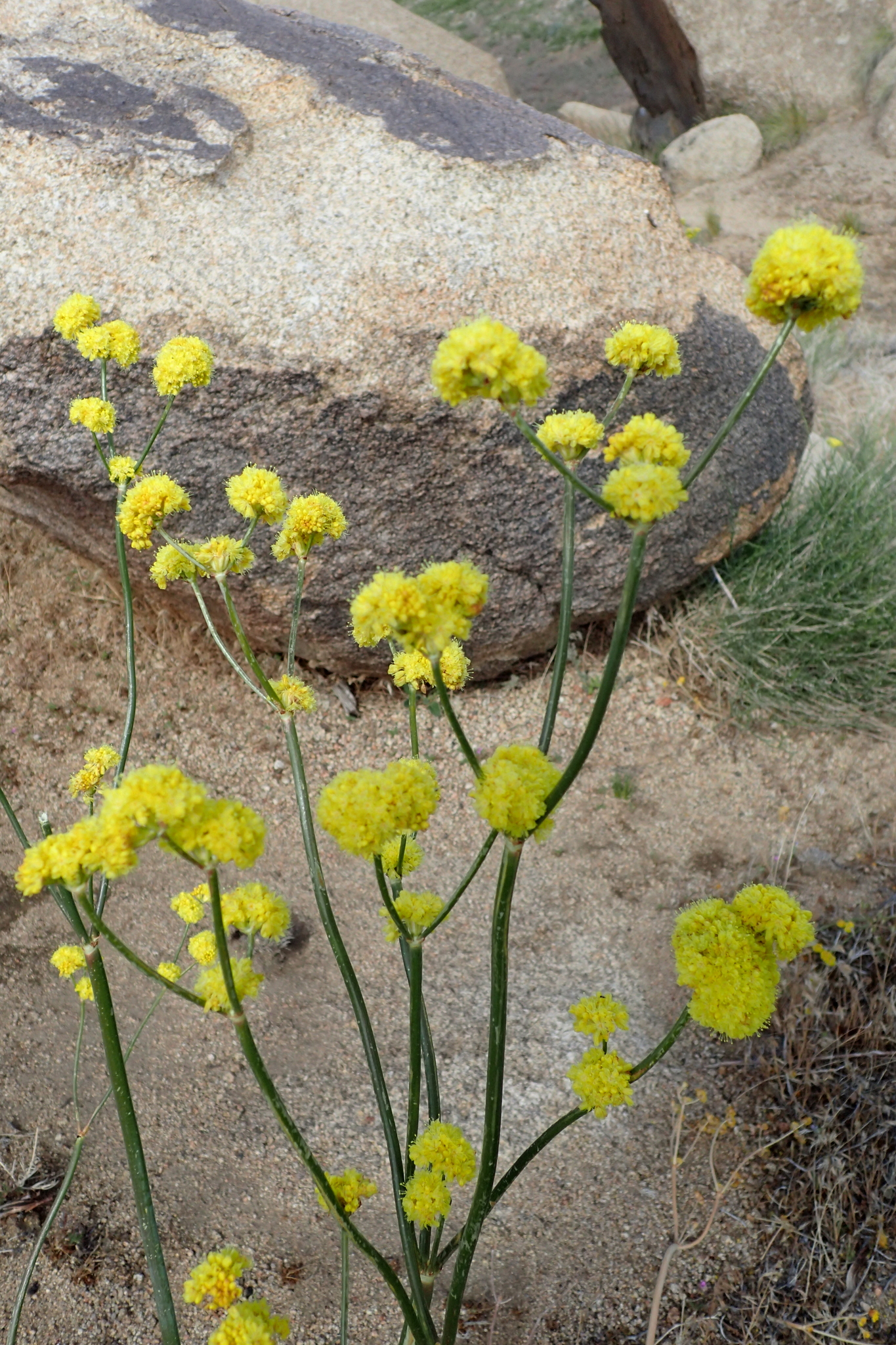 Eriogonum nudum var. westonii