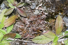 Pseudocyphellaria cinnamomea