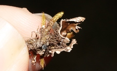 Pseudocyphellaria cinnamomea