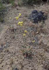 Eriogonum nudum westonii