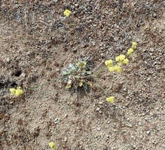 Eriogonum nudum westonii
