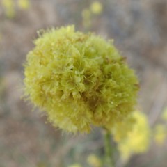 Eriogonum nudum westonii
