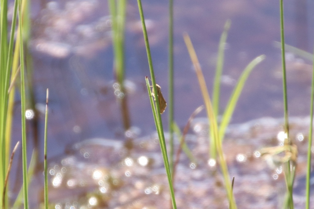 Bog Virbia Moth