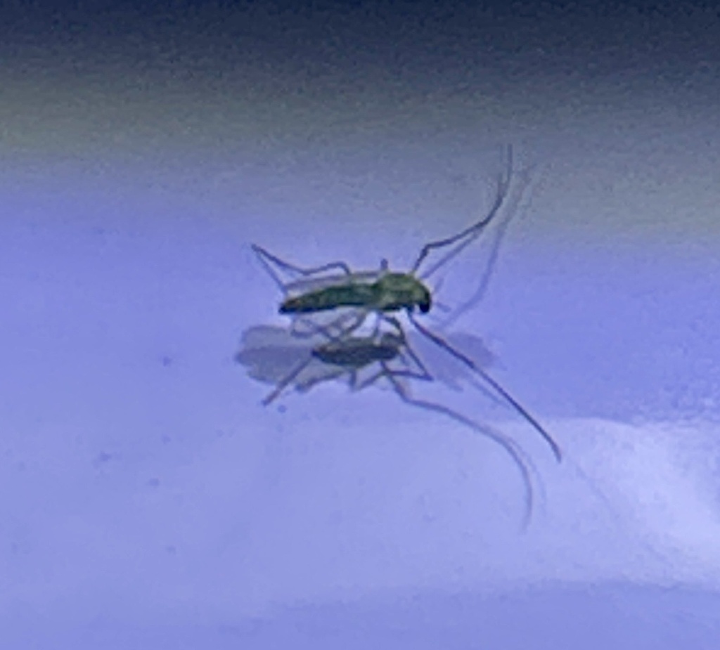 Tanytarsini From North Texas Jellystone Park Burleson TX US On July tanytarsini-from-north-texas-jellystone-park-burleson-tx-us-on-july