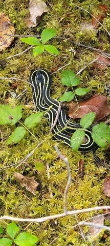 Garter Snake