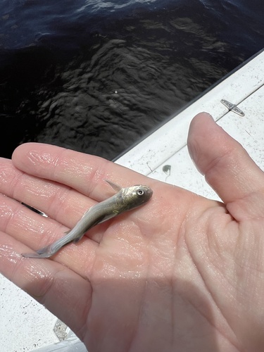 Hardhead sea catfish (Ariopsis felis) — Ariidae — 5