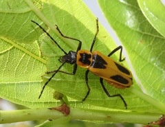 Chauliognathus scutellaris