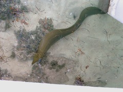 Gymnothorax funebris