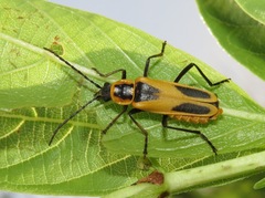 Chauliognathus scutellaris