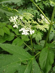 Sambucus canadensis