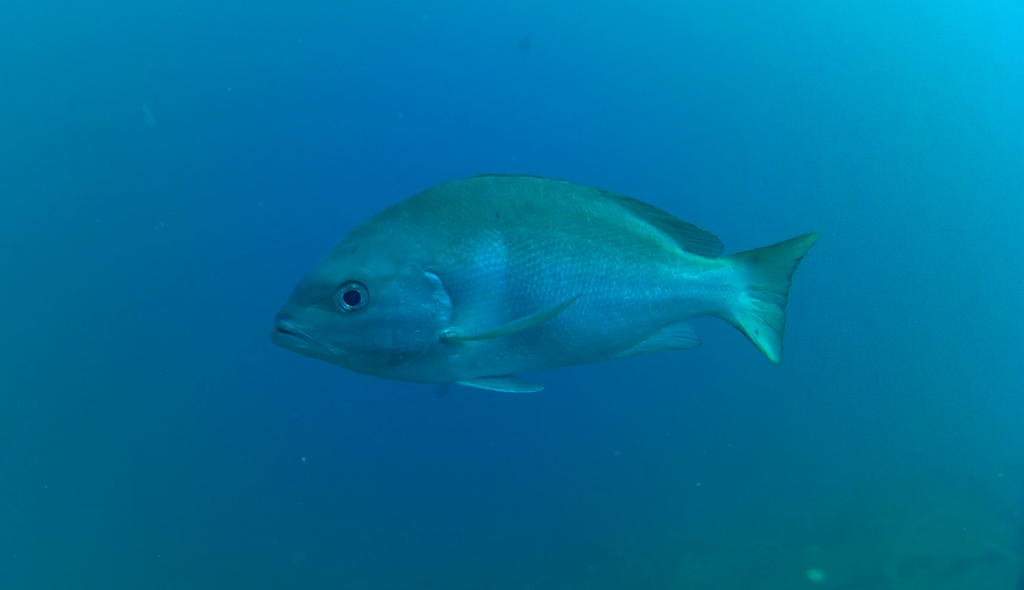 Crimson snapper (Lutjanus erythropterus) — Lutjanidae
