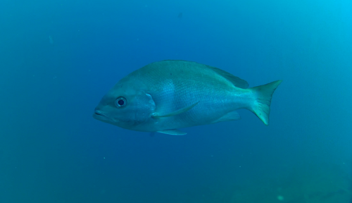 Crimson snapper (Lutjanus erythropterus) — Lutjanidae