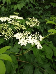 Sambucus canadensis