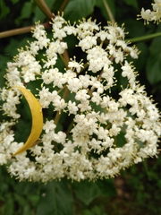 Sambucus canadensis