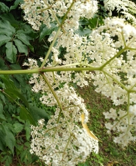 Sambucus canadensis