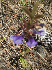Scutellaria antirrhinoides