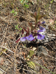 Scutellaria antirrhinoides