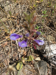 Scutellaria antirrhinoides