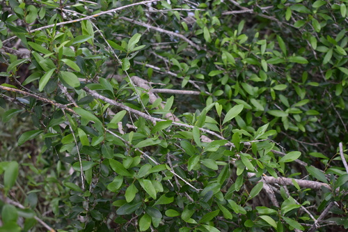 Image of Forestiera segregata by (c) Kristály Cravens-Liszak, some rights reserved (CC BY)