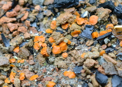 Anthracobia macrocystis