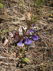 Scutellaria antirrhinoides